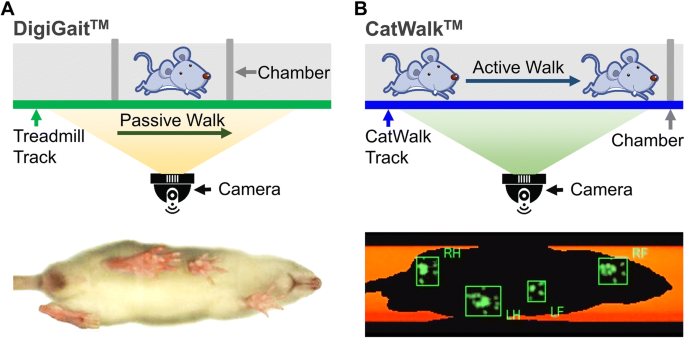 Gait Assessment of Pain and Comparison of the and CatWalk™ Gait Imaging Systems | SpringerLink