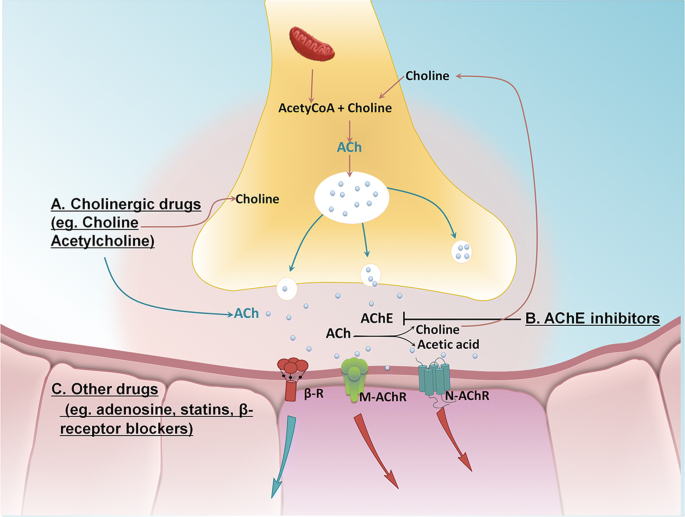 Pharmacological Modulation of Vagal Nerve Activity in Cardiovascular Diseases | Neuroscience Bulletin