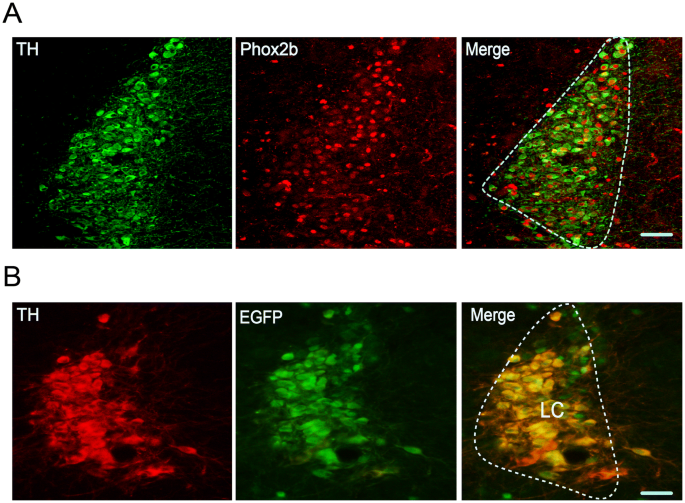 Respiratory Control By Phox2b Expressing Neurons In A Locus Coeruleus Prebotzinger Complex Circuit Springerlink Respiratory Control By Phox2b Expressing Neurons In A Locus Coeruleus Prebotzinger Complex Circuit Springerlink