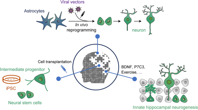 Compensation for Neurodegeneration by Hippocampal Neurogenesis in  Alzheimer's Disease: Where is the Way? | Neuroscience Bulletin | Springer  Nature Link
