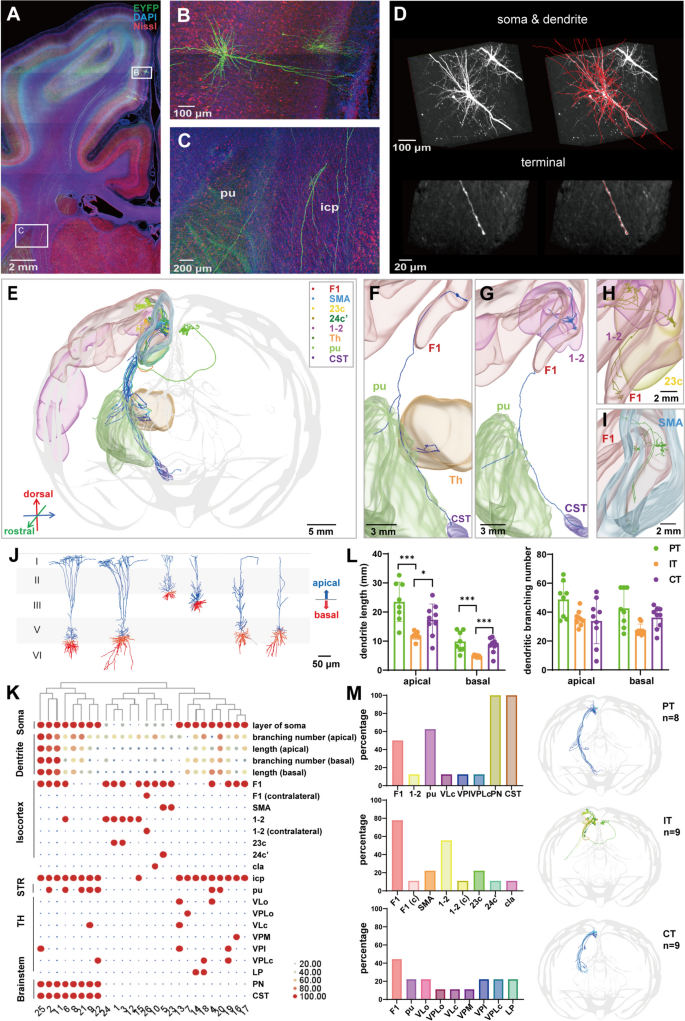 Single-Neuron Reconstruction of the Macaque Primary Motor Cortex ...