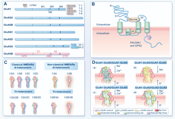 Emerging Roles of GluN3B NMDA Receptor Subunit in the Central Nervous ...