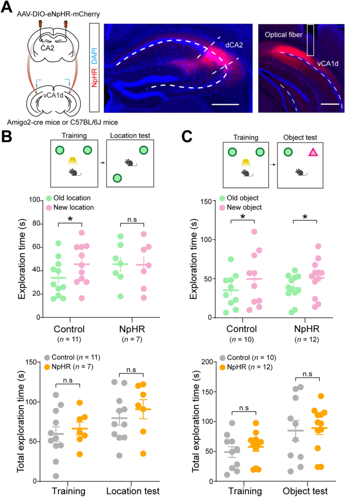 The Dorsal CA2 to Ventral CA1 Circuit Contributes to Spatial and ...