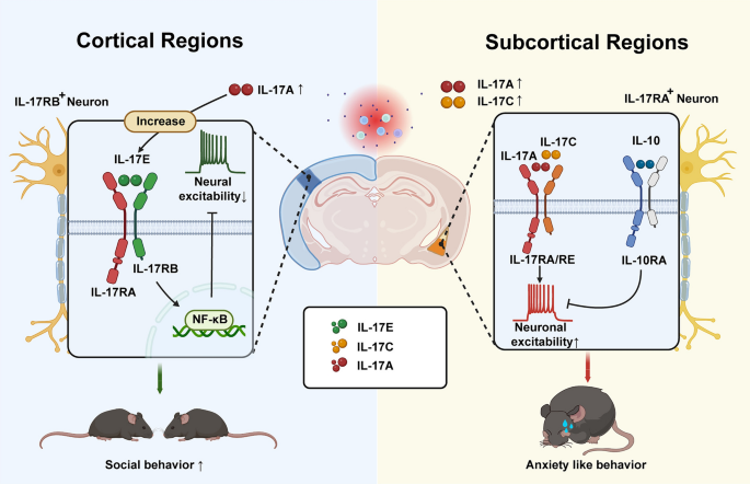 IL-17 as a New Player in Neuroimmune Cross-Talk: Rewiring Behaviors ...