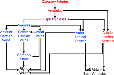 28+ Coronary Sinus Anterior Cardiac Vein Background
