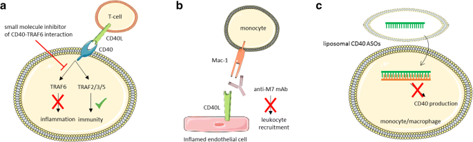 cd40 traf6