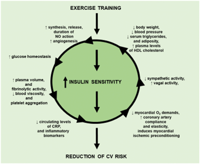 Modulation Of Insulin Sensitivity By Exercise Training Implications For Cardiovascular Prevention Springerlink Modulation Of Insulin Sensitivity By Exercise Training Implications For Cardiovascular Prevention Springerlink