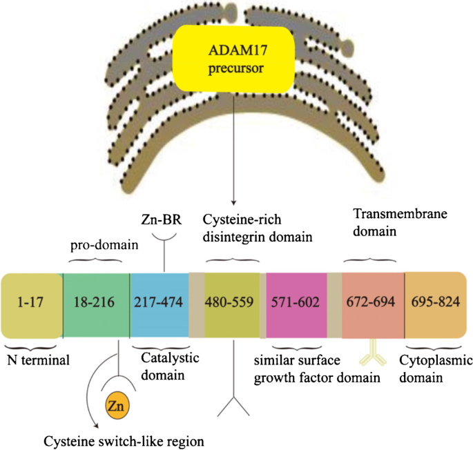 Anti-ADAM17, NT (ADAM17, CSVP, TACE, Disintegrin and