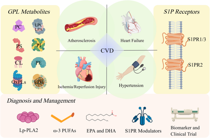 Glycerophospholipid and Sphingosine- 1-phosphate Metabolism in ...
