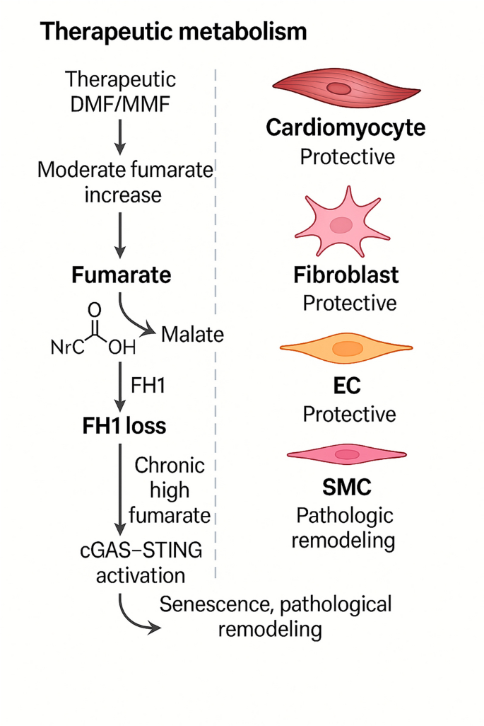 Fumarate Signaling in Cardiovascular Disease: Therapeutic Potential and ...