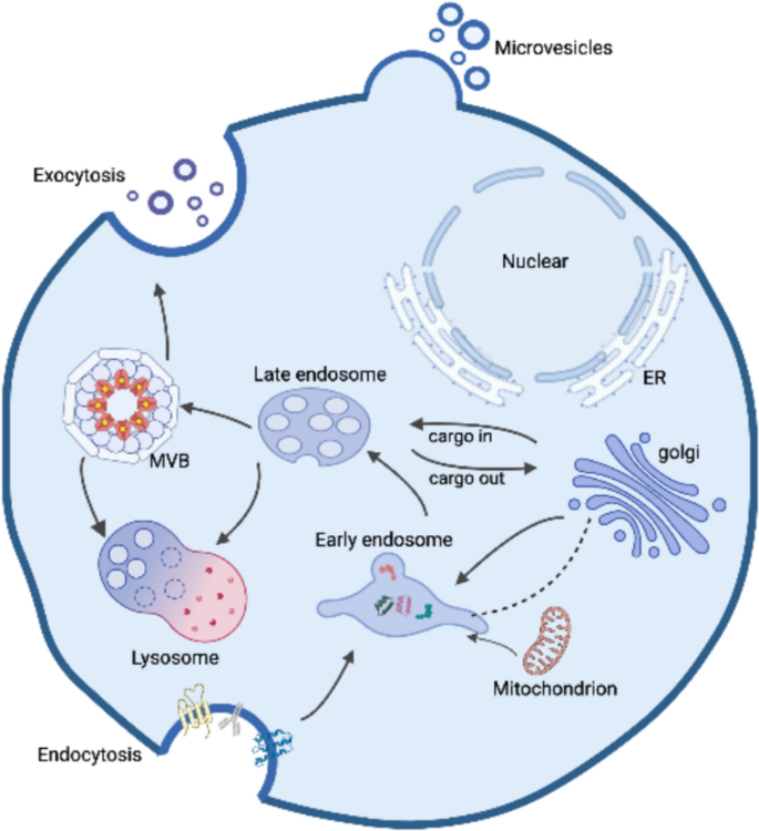 Extracellular Vesicles in Cardiovascular Diseases: Signaling, Biomarker ...