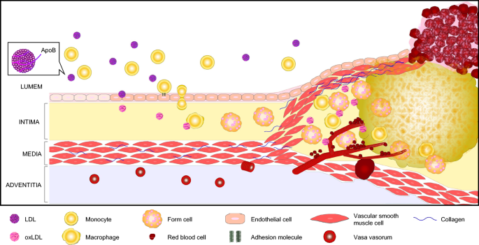 Current Pharmacotherapies For Atherosclerotic Cardiovascular Diseases Springerlink
