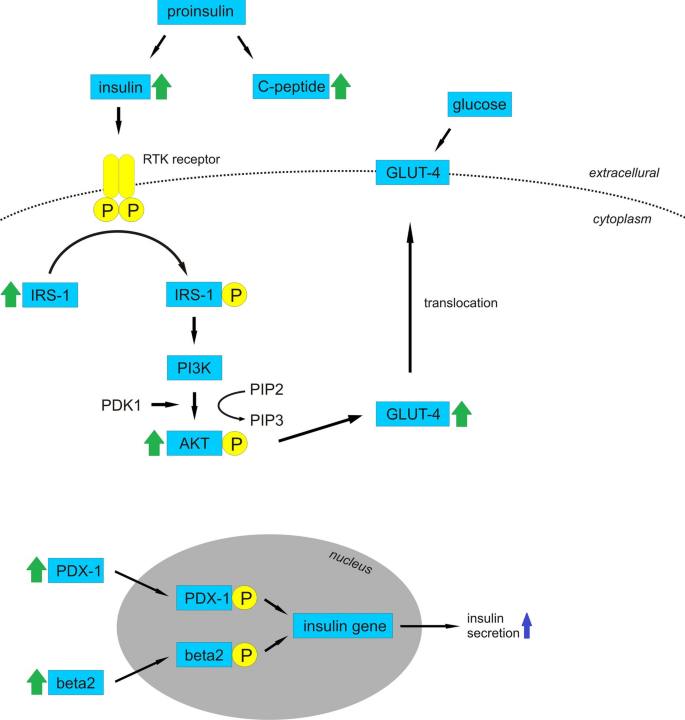 Biological Activity Of Mistletoe In Vitro And In Vivo Studies And Mechanisms Of Action Springerlink