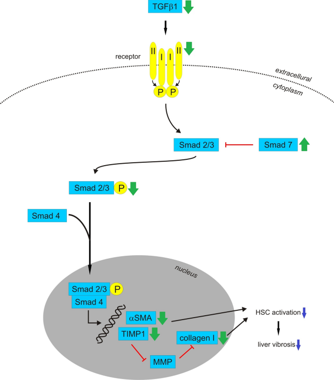 Biological Activity Of Mistletoe In Vitro And In Vivo Studies And Mechanisms Of Action Springerlink
