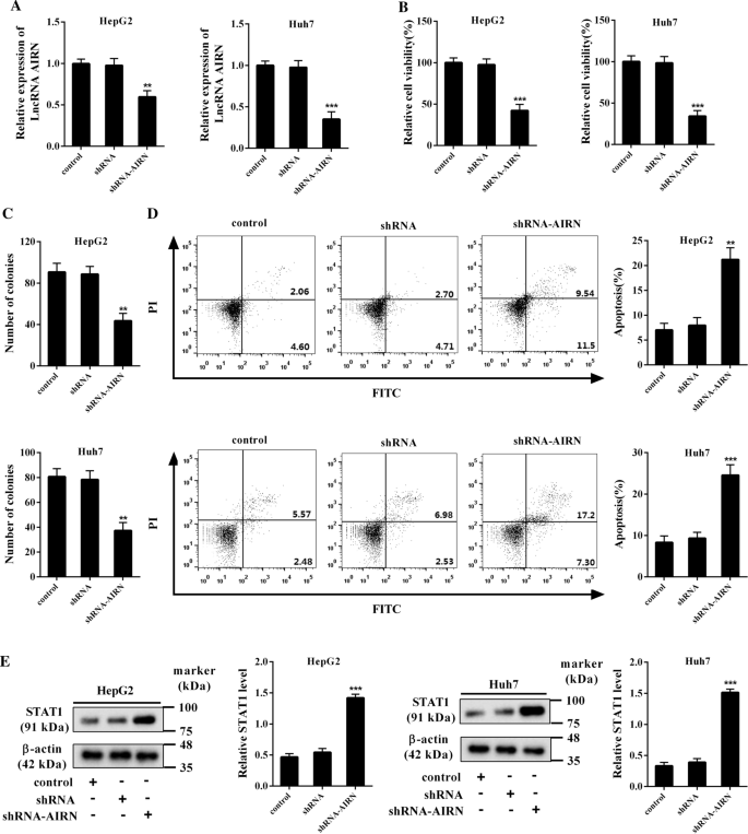 Lncrna Airn Influences The Proliferation And Apoptosis Of Hepatocellular Carcinoma Cells By Regulating Stat1 Ubiquitination Springerlink Lncrna Airn Influences The Proliferation And Apoptosis Of Hepatocellular Carcinoma Cells By Regulating Stat1 Ubiquitination Springerlink