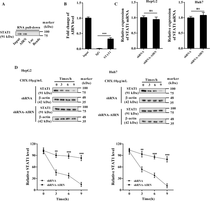 Lncrna Airn Influences The Proliferation And Apoptosis Of Hepatocellular Carcinoma Cells By Regulating Stat1 Ubiquitination Springerlink Lncrna Airn Influences The Proliferation And Apoptosis Of Hepatocellular Carcinoma Cells By Regulating Stat1 Ubiquitination Springerlink