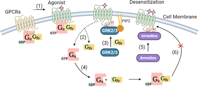 ghk cu mechanism of action receptor desensitization Mechanistic diversity involved in the desensitization of G protein-coupled  receptors | Archives of Pharmacal Research