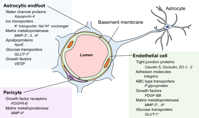 Blood brain barrier diagram