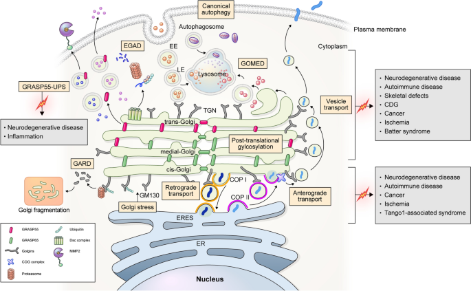 New insights into the role of the Golgi apparatus in the 