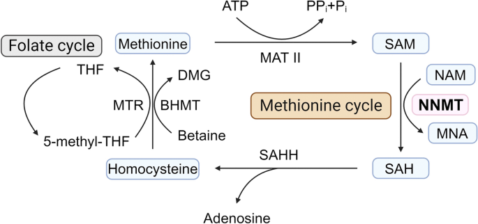 bruising after b12 injection Bruise After B12 Shot
