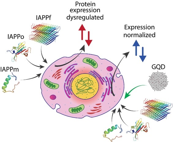 Graphene quantum dots rescue protein dysregulation of pancreatic β-cells  exposed to human islet amyloid polypeptide