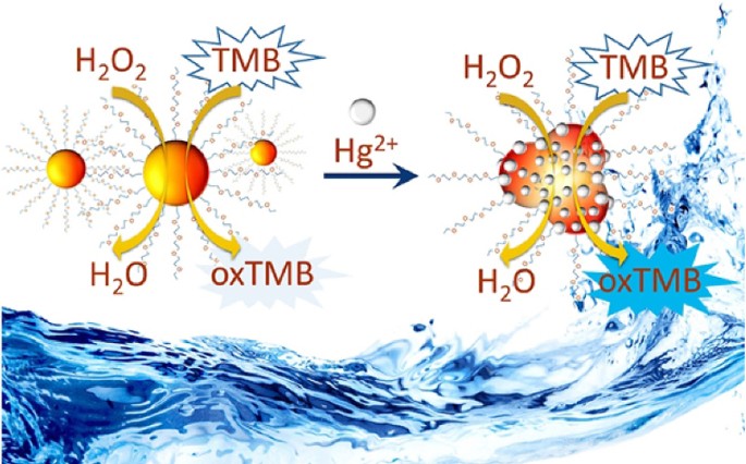 Stability of the YGYGY and HGHGH nanoparticles in water and in