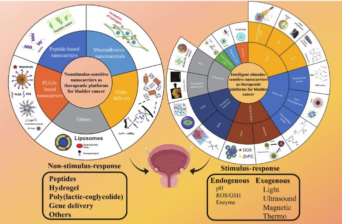 Smart Nanocarriers As Therapeutic Platforms For Bladder Cancer Springerlink