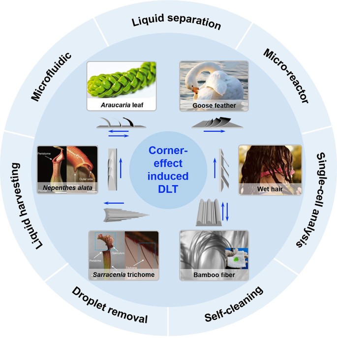 Bioinspired directional liquid transport induced by the corner 