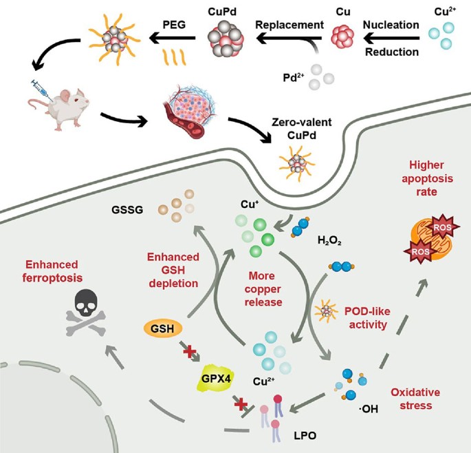 ghk cu and retinol Why Collagen Loss Accelerates After 40: The Role of GHK-Cu in Menopaus –  Pure & Cimple