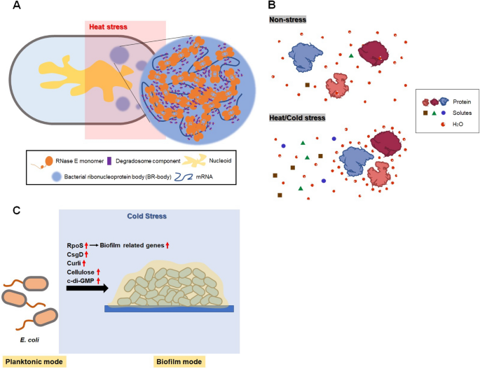 Temperature Matters: Bacterial Response to Temperature Change | Journal of  Microbiology | Springer Nature Link