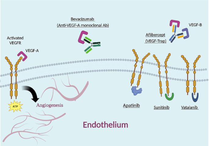 The New Insight on the Significance of Vascular Endothelial Growth ...