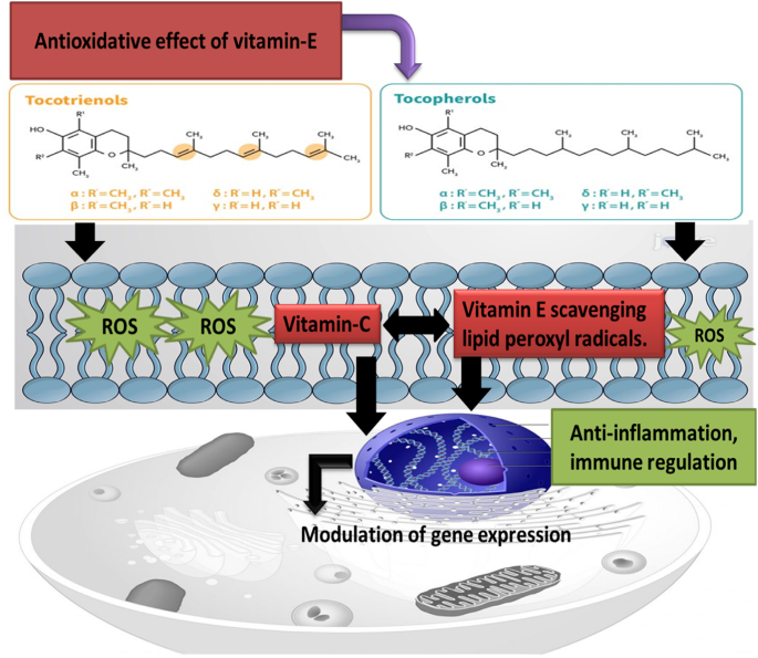 Role of Vitamin-E as a Vital Nutrient in Health and Diseases | Indian Journal of Clinical Biochemistry