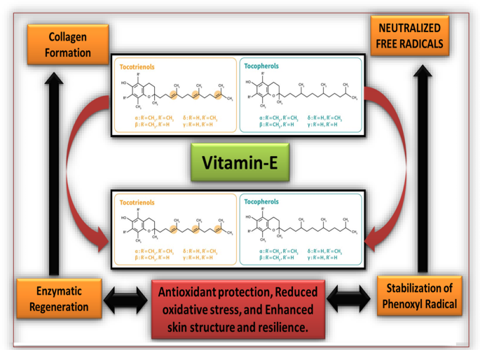 Role of Vitamin-E as a Vital Nutrient in Health and Diseases | Indian  Journal of Clinical Biochemistry