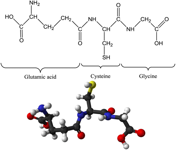 Glutathione in plants: biosynthesis and physiological role in environmental  stress tolerance | Physiology and Molecular Biology of Plants | Springer  Nature Link