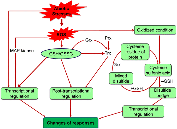 glutathione biosynthesis pathway in plants The biosynthetic Glutathione synthesis and reduction in