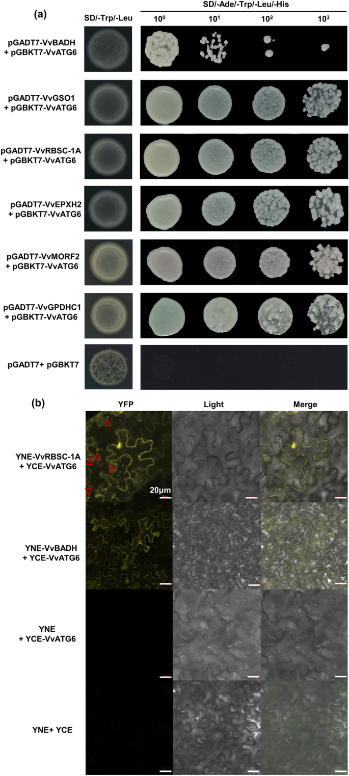 VvATG6 contributes to copper stress tolerance by enhancing the antioxidant  ability in transgenic grape calli | Physiology and Molecular Biology of  Plants