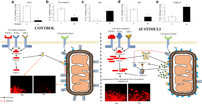 Activation of the Extrinsic and Intrinsic Apoptotic Pathways in Cerebellum of Kindled Rats | SpringerLink Activation of the Extrinsic and Intrinsic Apoptotic Pathways in Cerebellum of Kindled Rats | SpringerLink