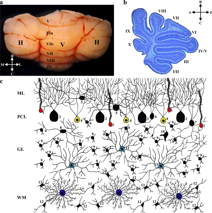 Purkinje cell dopaminergic inputs to astrocytes regulate  cerebellar-dependent behavior