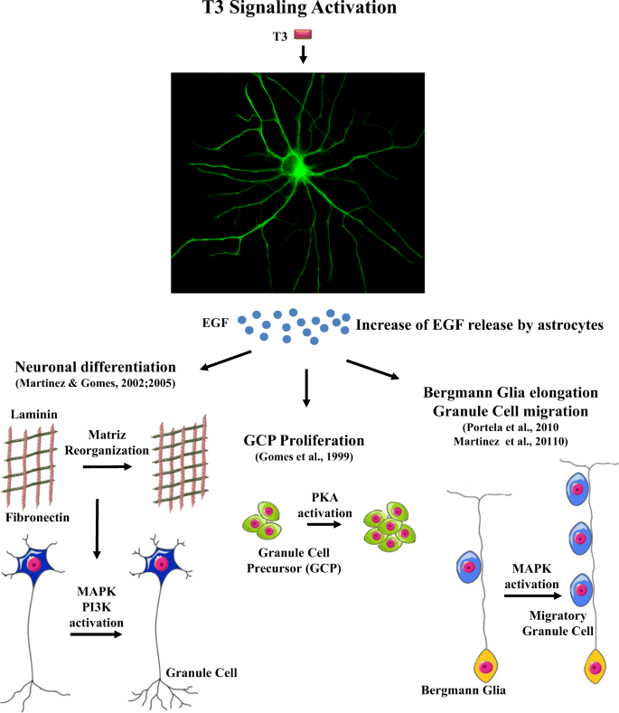 Purkinje cell dopaminergic inputs to astrocytes regulate  cerebellar-dependent behavior