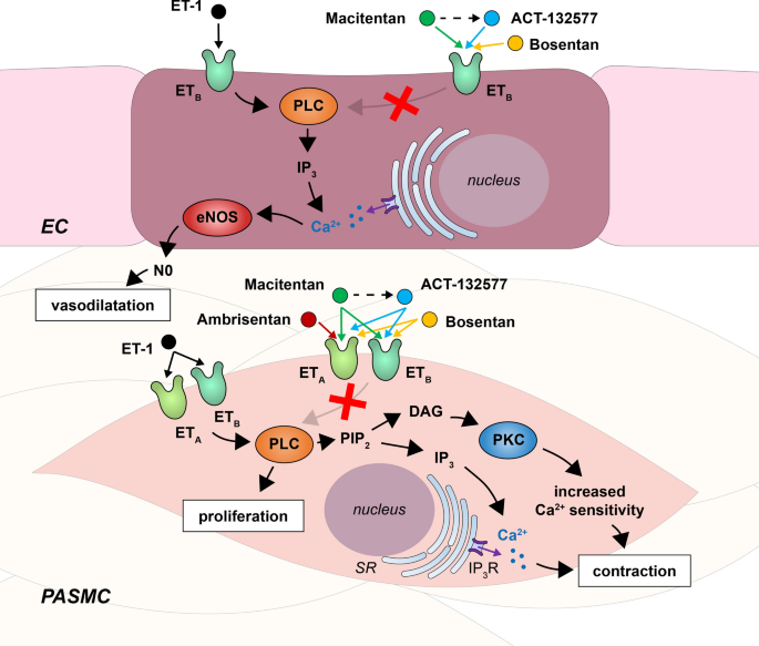 Selection of Endothelin Receptor Antagonists in the Treatment of ...