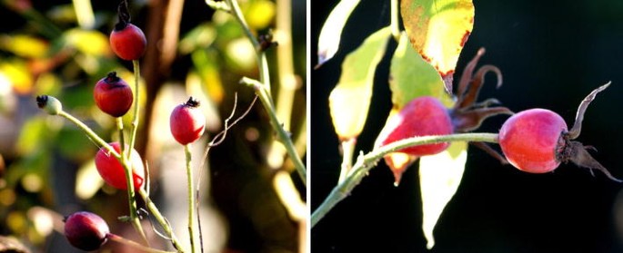Rose Hips As Complementary And Alternative Medicine