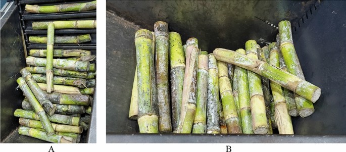 Design and Experimental Study of a Transverse Metering Device for Precut Sugarcane  Setts | Sugar Tech