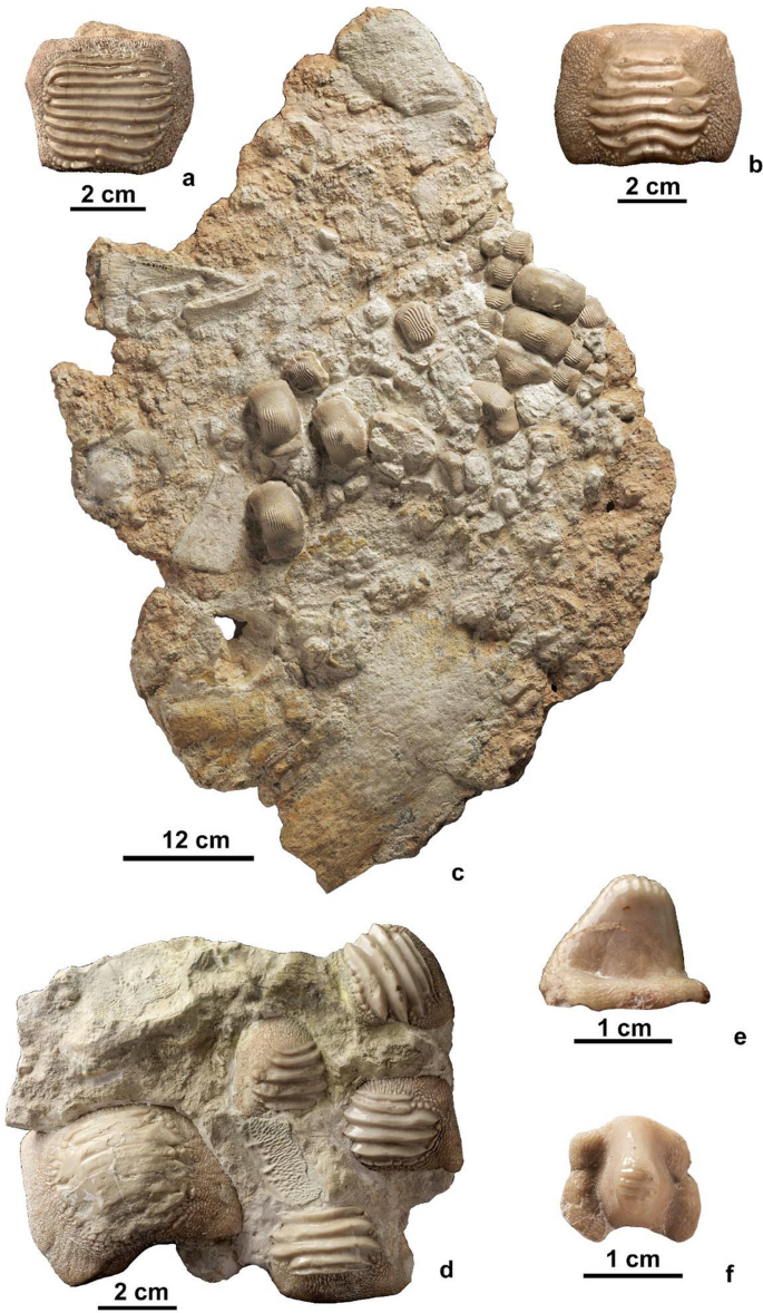 How Excavation Activity is both a Blessing and a Curse for the  Palaeontological Heritage: The Case Study of the Fossils from the “Lastame”  in the Verona Province (Northern Italy) | Geoheritage |