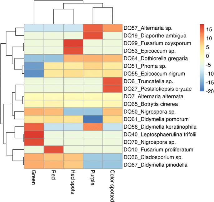 Diversity Distributions And The Anthocyanin Associations Of Fungal Endophytes In Different Colored Grapevine Leaves Springerlink