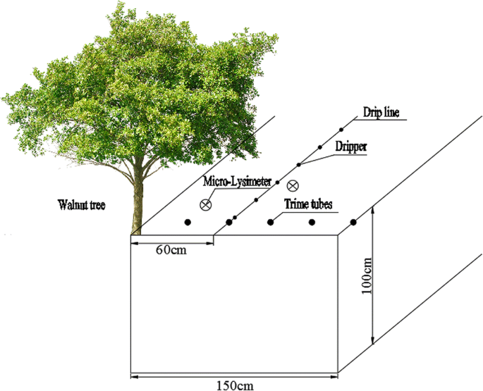 Application of a root water uptake model and numerical simulation to walnut  trees in arid areas of northwest China | SpringerLink