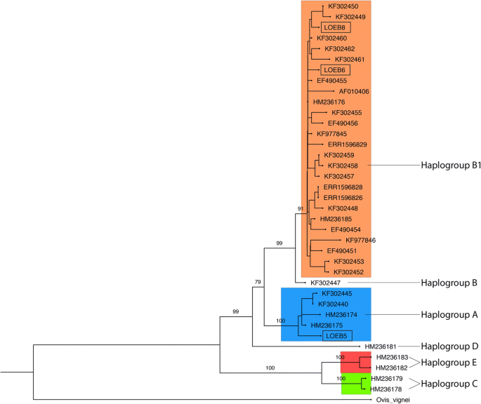 Approaching Sheep Herds Origins And The Emergence Of The Wool Economy In Continental Europe During The Bronze Age Springerlink Approaching Sheep Herds Origins And The Emergence Of The Wool Economy In Continental Europe During The Bronze Age Springerlink
