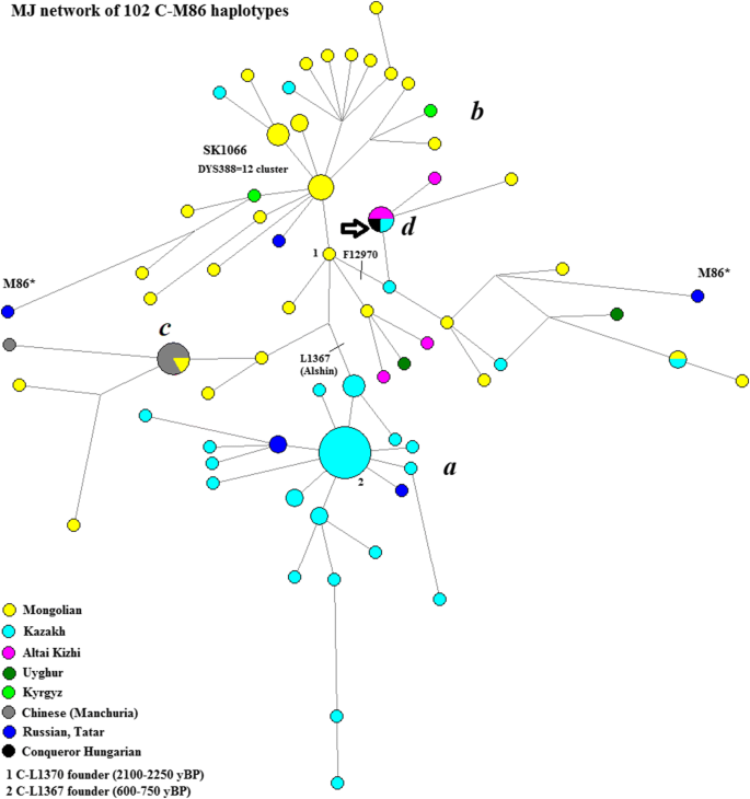 Genetic Analysis Of Male Hungarian Conquerors European And Asian Paternal Lineages Of The Conquering Hungarian Tribes Springerlink