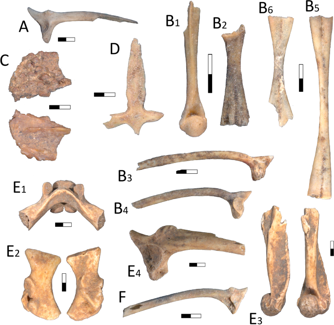 The last interglacial-glacial cycle in the Meuse Valley (southern Belgium)  inferred from the amphibian and reptile assemblages: implications for  Neanderthals and anatomically modern humans | SpringerLink