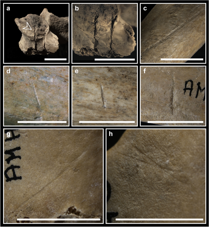On the traces of lost identities: chronological, anthropological and  taphonomic analyses of the Late Neolithic/Early Eneolithic fragmented and  commingled human remains from the Farneto rock shelter (Bologna, northern  Italy) | Archaeological and