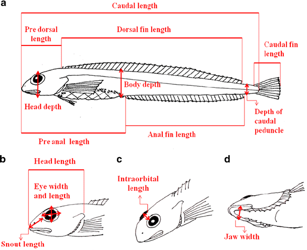 Early life history of the daubed shanny (Teleostei: Leptoclinus